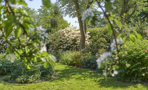My garden.